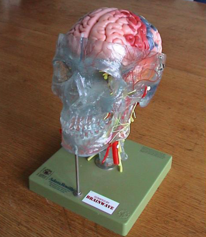 image of model of brain for teaching nurses and doctors