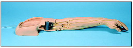 image of model of arm veins for teaching clinical staff 