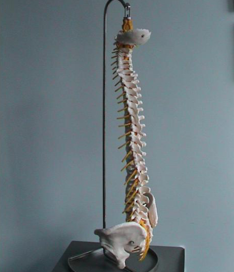 image of model spine donated by Brainwave for teaching clinical staff